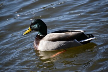 Regular horizontal shot of a white and dark green duck with a yellow beak swimming in a water