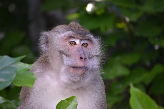 Closeup of macaque monkey in background of tree