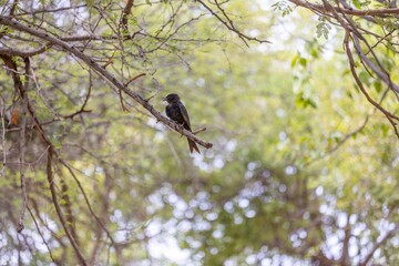 Picture of a drongo bird sitting on a branch in Etosha National Park