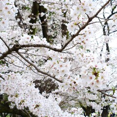 満開になった桜の花