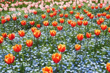 赤と黄色の花が咲くチューリップ畑