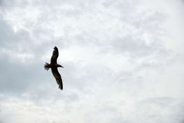 Buteogallus hawk flying in the cloudy sky