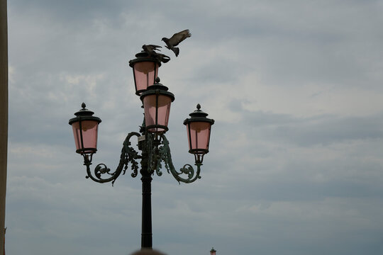 Pigeons sitting on a vintage street lamp post against cloudy sky background