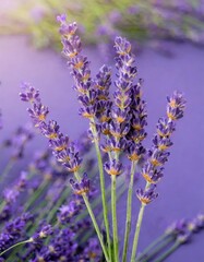 Obraz premium in the heart of lavender fields at their peak of bloom, where the air is rich with the plant's distinctive, calming aroma