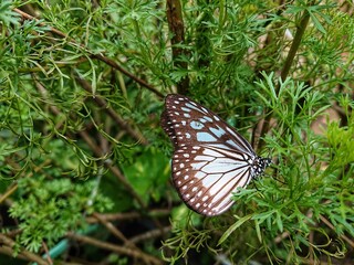 Butterflies land on leaves.
