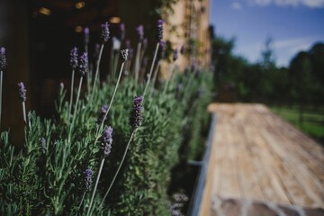 Selective focus of English lavender flowers growing outdoors on a sunny day - Powered by Adobe
