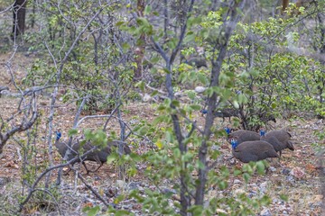 Picture of a group of guinea fowl in a busPicture of a group of guinea fowl in a bush landscape in Namibia during the dayh landscape in Namibia