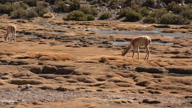 Beautiful view of vicunas in Atacama desert