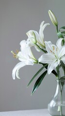 Lily flower in vase