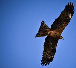 Flying Eagle