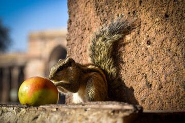 Squirrel eating food