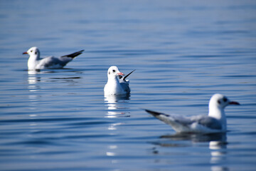 Fototapeta na wymiar Seagulls in wateer