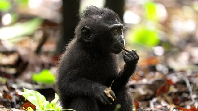 juvenile Celebes Macaque, macaca nigra, foraging in north sulawesi forest