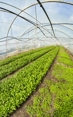 Wide angle view of organic vegetable greenhouse plantation, selective focus. - 782968722