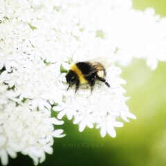 bee on a flower