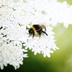 bee on a flower