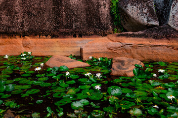 lily pond and beautiful nature of Seychelles