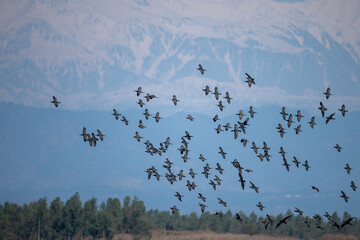 Flock of Great Cormorants Flying over River in mountains Area  - 782971322