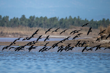 Flock of Great Cormorants Flying over River in mountains Area  - 782971382