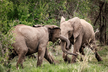 Fototapeta premium Elephants can be seen in the Pilansberg Nature Reserve, South Africa. 