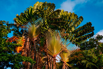 ravenala palm tree on Seychelles