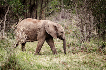 Fototapeta premium Elephants can be seen in the Pilansberg Nature Reserve, South Africa. 