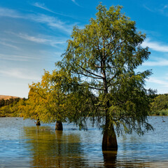 Looking east across St Anne's Lagoon with trees growing out of the water. New Zealand.