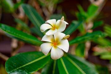 Fototapeta na wymiar plumeria frangipani bush on tropical island, nature background
