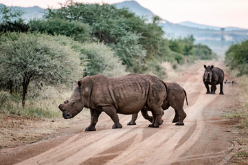 Rhinos can be seen in the Pilansberg Nature Reserve, South Africa. 