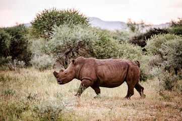 Fototapeta premium Rhinos can be seen in the Pilansberg Nature Reserve, South Africa. 