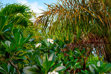 plumeria frangipani bush on tropical island, nature background