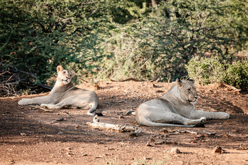 Lions can be seen in the Pilansberg Nature Reserve, South Africa. 