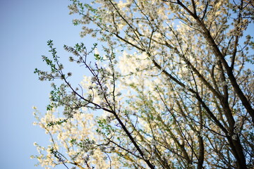 Almond tree with white blooming flowers in blue sky background.