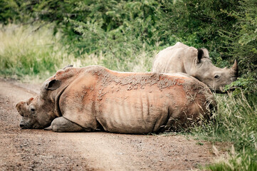 Fototapeta premium A female Rhino can be seen with her calf in the Pilansberg Nature Reserve, South Africa. 