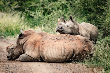 Fototapeta premium A female Rhino can be seen with her calf in the Pilansberg Nature Reserve, South Africa. 