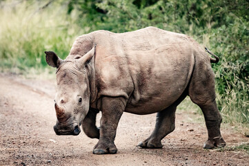 Naklejka premium A female Rhino can be seen with her calf in the Pilansberg Nature Reserve, South Africa. 