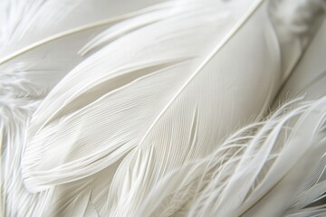 White feather close-up detail and texture
