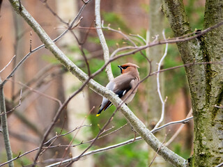 A beautiful waxwing sits on a tree branch. The bird turned back. Forest spring background with waxwing.