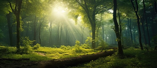Sunlight filtering through dense woodland - obrazy, fototapety, plakaty