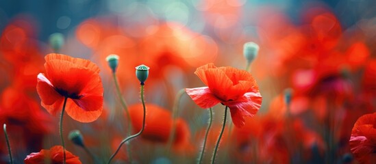 Field of vibrant red blossoms with blurred background