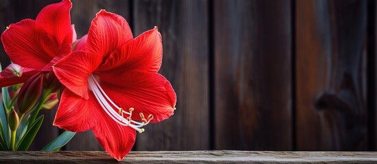 Red Flower on Wooden Table