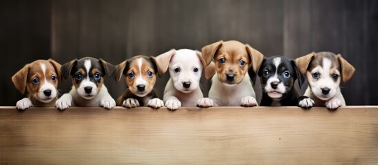 Small dogs perched on wooden table edge - obrazy, fototapety, plakaty
