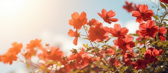 Naklejka na ściany i meble Red flowers bask in bright sunlight