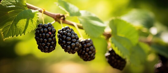 Ripe blackberries on foliage - obrazy, fototapety, plakaty