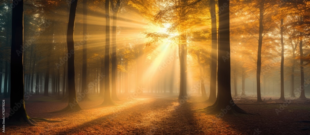Poster sunbeams filtering through dense forest foliage