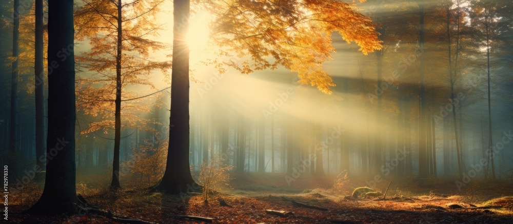 Poster Sunlight filtering through trees in a leaf-covered forest
