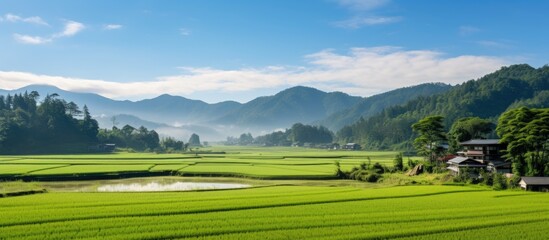 Serene landscape of lush paddy fields embraced by majestic mountains