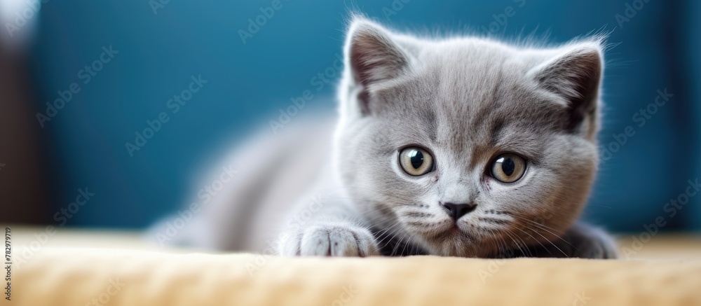 Poster gray kitten resting on sofa gazes at camera