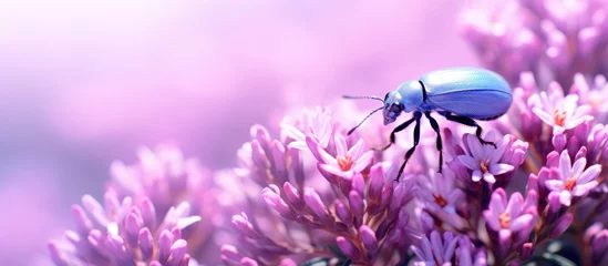 Gordijnen Blue beetle perched on purple flower © vxnaghiyev