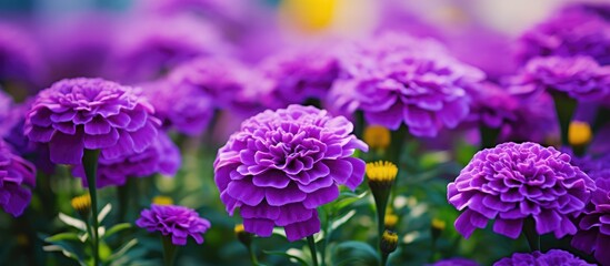 Purple blooms amidst yellow flowers - Powered by Adobe